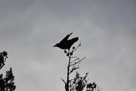 West end raven perches in tree top